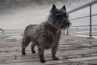 Dog standing against the sky