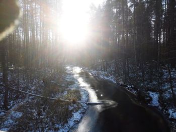 Sun shining through trees in forest during winter