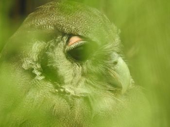 Close-up of owl