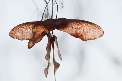 Close-up of dry mushroom growing on plant