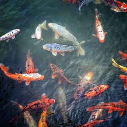 High angle view of koi carps swimming in sea