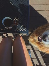 Close-up of dog sitting on table