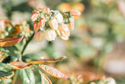 Close-up of flowering plant