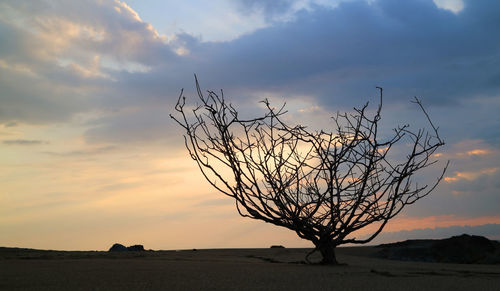 Silhouette bare tree against sky during sunset