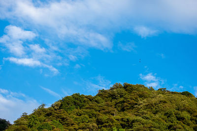 Low angle view of tree against sky