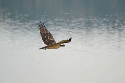 Close-up of bird flying over water