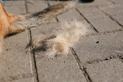 Dog hair after brushing