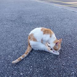 High angle view of cat lying on road