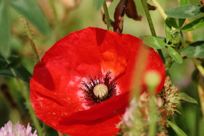 Close-up of red poppy flower