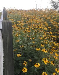 Close-up of yellow flowers blooming on field