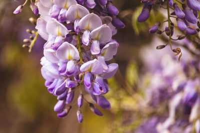 Wisteria in bloom, colchester castle park, england, uk, may 2021