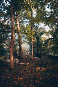 Trees in forest