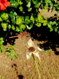 Close-up of insect on flower