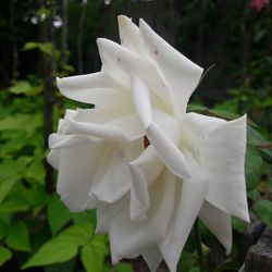 Close-up of white flowers