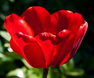 Close-up of red flower blooming outdoors