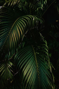 Close-up of palm tree leaves