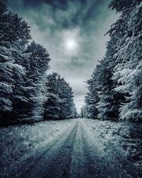 Snow covered road amidst trees against sky