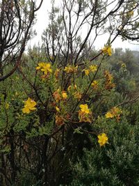 Low angle view of yellow tree against sky