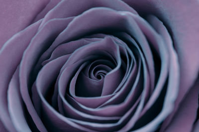 Full frame shot of purple rose