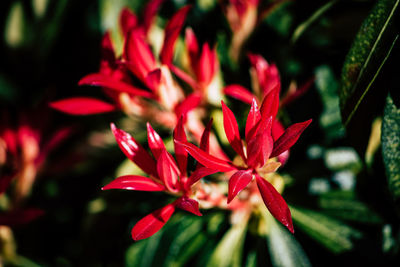 Close-up of red flowering plant