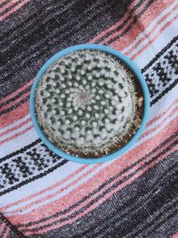 High angle view of cactus on fabric