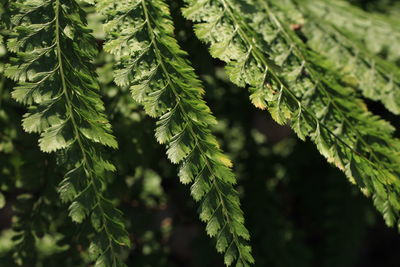 Close-up of pine tree