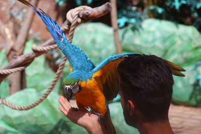 Close-up of a hand feeding bird