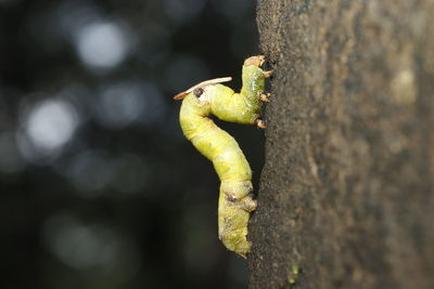 Close-up of lizard on tree trunk