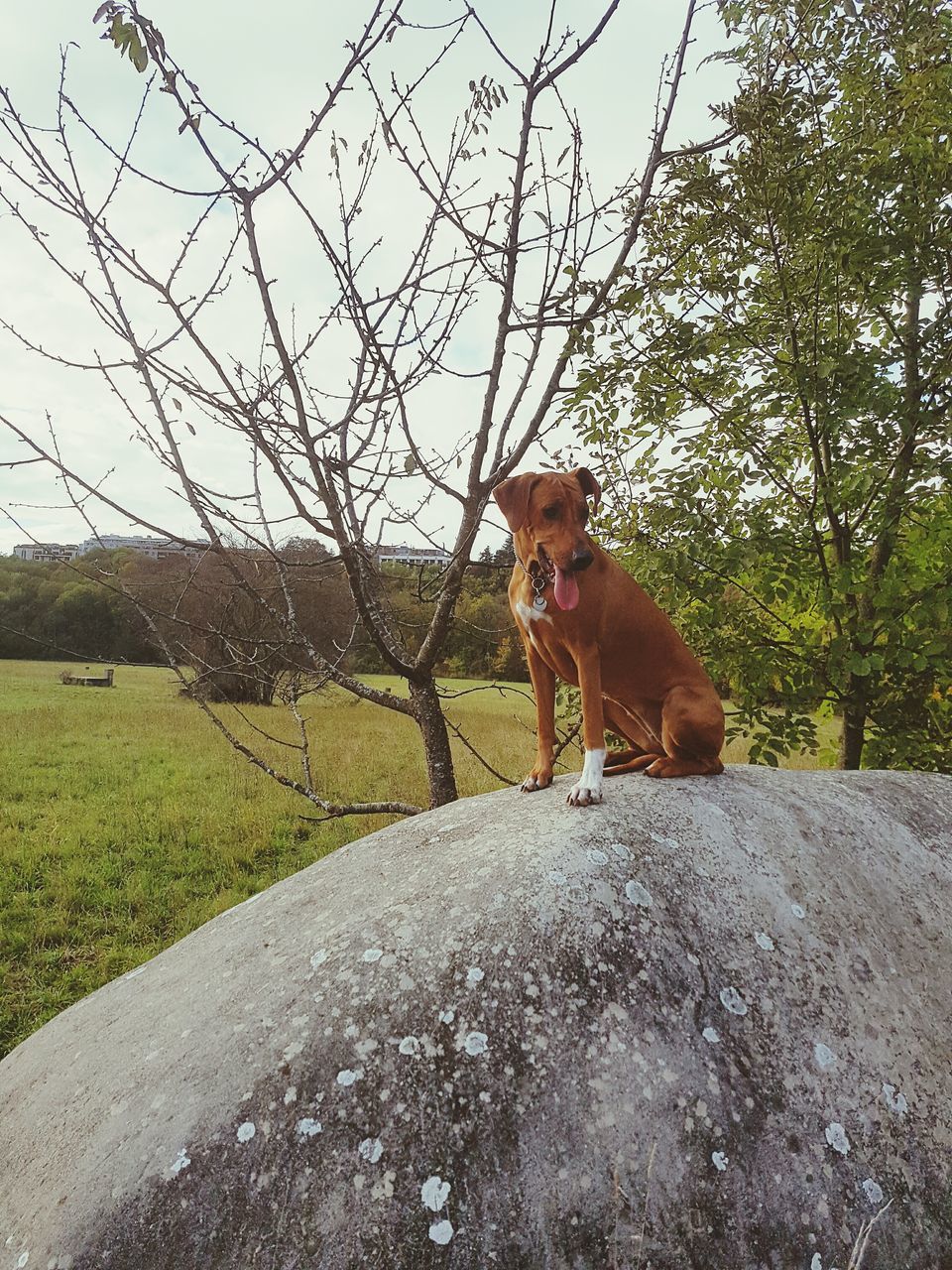 HORSE ON TREE TRUNK AT HILL