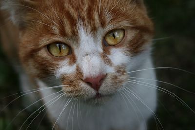 Close-up portrait of cat