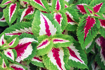 Solenostemon or coleus - plectranthus scutellarioides - cultivated for variegated leaves