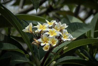 Close-up of white flowering plant