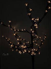Low angle view of flowering plants against sky at night