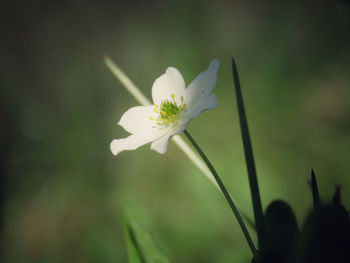 Close-up of white flowering plant