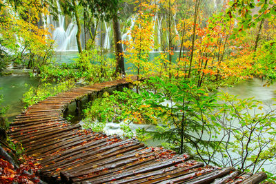 Trees by lake in forest