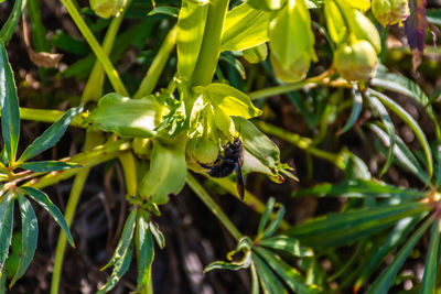 Close-up of bee pollinating flower