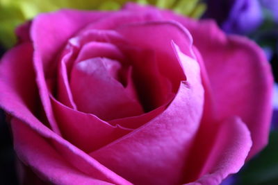 Close-up of purple flower blooming outdoors