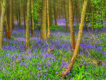 Purple flowering plants on land in forest