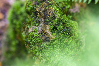 Close-up of lizard on tree