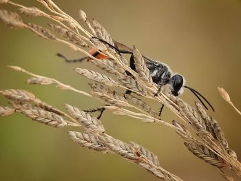 Close-up of insect on plant