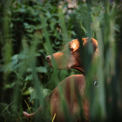 Close-up of a dog in long grass. hungarian vizsla