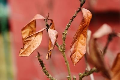 Close-up of dry flowers