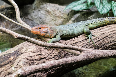 Close-up of a lizard on tree