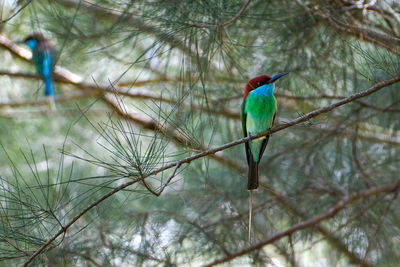 bird