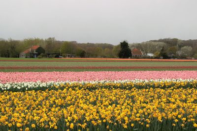 Colorful flowers in field