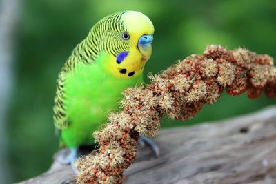 Close-up of parrot perching on branch