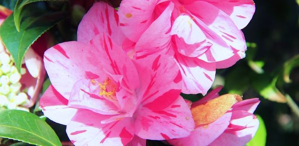 Close-up of pink flowering plant