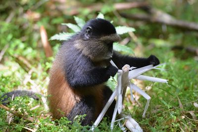 Monkey sitting in a forest