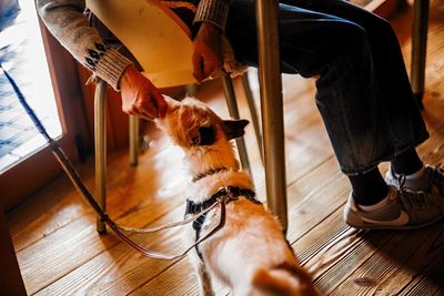 Low section of man with dog sitting on hardwood floor