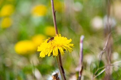 Close-up of bee pollinating on yellow flower